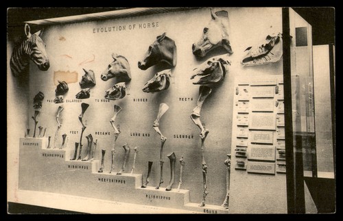 Postcard evolution horse - evolution, of