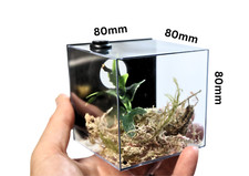 Jumping Spider/ Arboreal Spider  Enclosure With  Decor