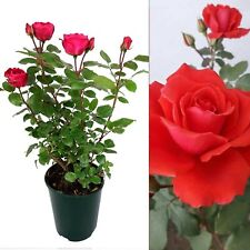 Rose Bush Love Knot - Floribunda Red Hybrid Tea Rose in a 3L Pot