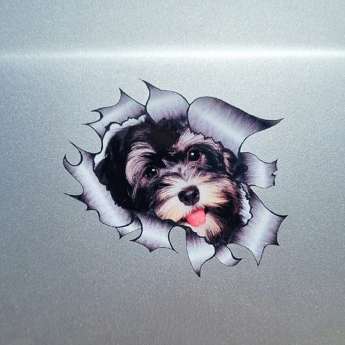 Cute havanese puppy - cute,
