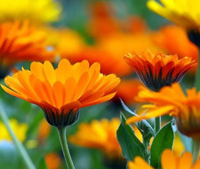 5 x Calendula officinalis (Pot