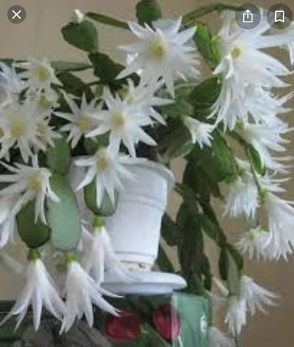 Easter cactus well rooted - well,