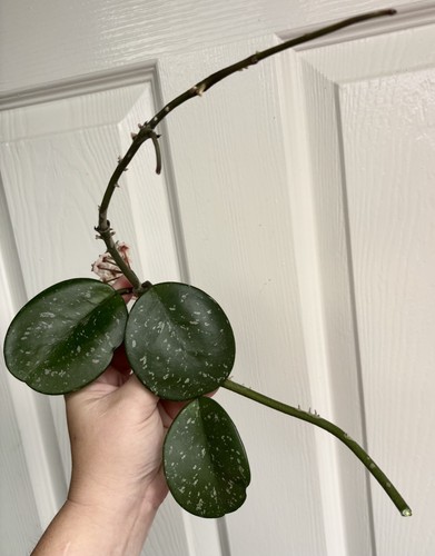 Rare hoya obovata splash - rare,