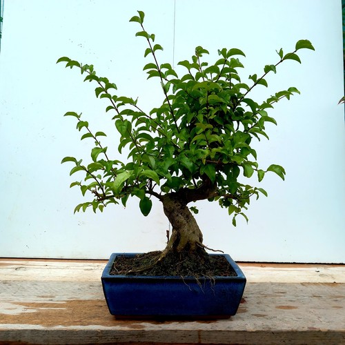 Chinese privet ligustrum - privet, (ligustrum
