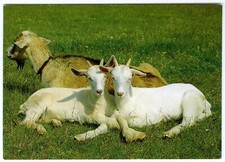 Beric Tempest Postcard Nanny Goat With Her Two White Kids Unposted