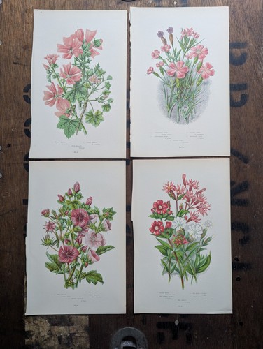 Antique botanical bookplate - botanical,