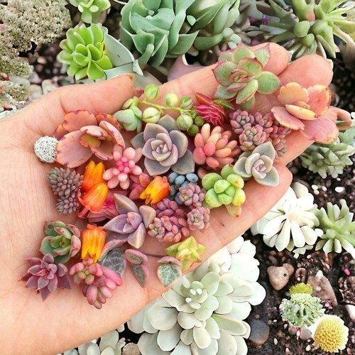 200pcs rare mixed succulent - mixed,