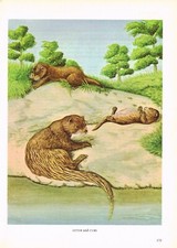Otter and Cubs Animal Print Picture Vintage 1972 OBOV#175