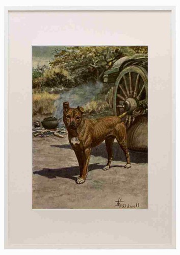 Caldwell edmund 1852 1930 - 1930, jock