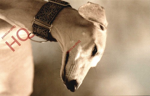 Picture postcard dog saluki - picture,