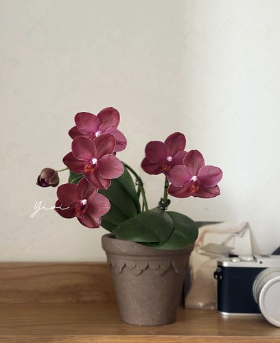 Phalaenopsis moth orchid - phalaenopsis,