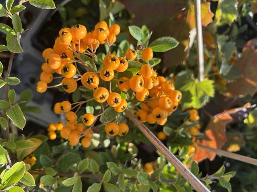 Firethorn pyracantha yellow - 3x,