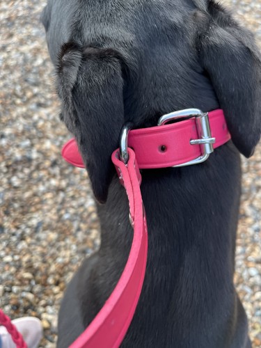 Combination greyhound leather - greyhound,