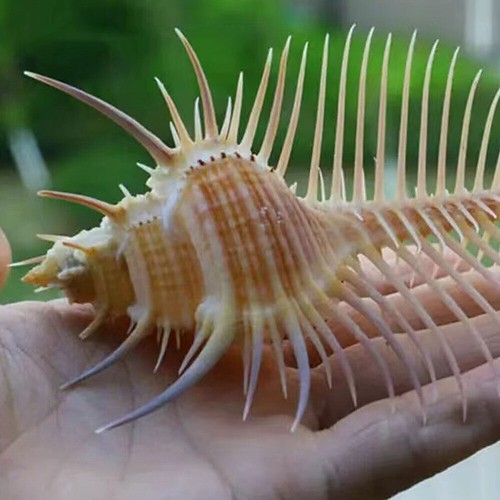 Natural murex pecten - natural, shell