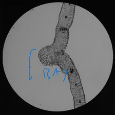 Microscope photo leaf - microscope,