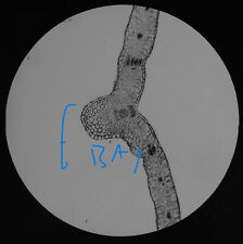 Microscope Photo LEAF SECTION  Magic Lantern Slide C1890 OLD VICTORIAN ANTIQUE