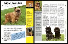 Griffon Bruxellois - Routine - Dogs Of The World Atlas Fact File Card