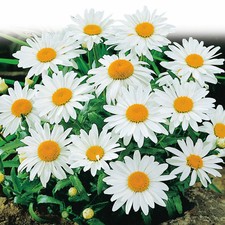 6 Alaska Shasta Daisy Plug