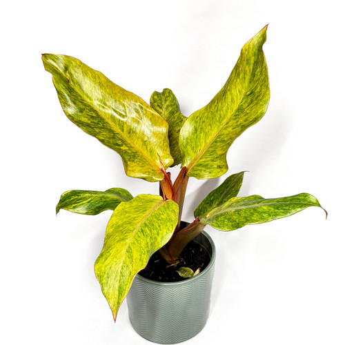 Philodendron orange - philodendron, 'orange
