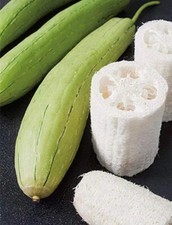 GOURD LUFFA - LOOFA SPONGE - 5