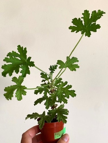 Pelargonium westerlund rose - westerlund,