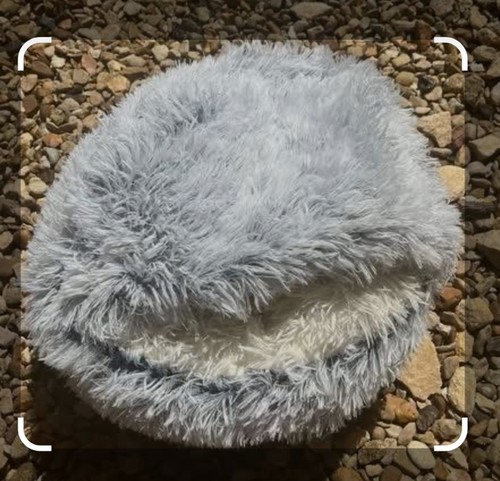 Small grey soft fluffy cat - small,