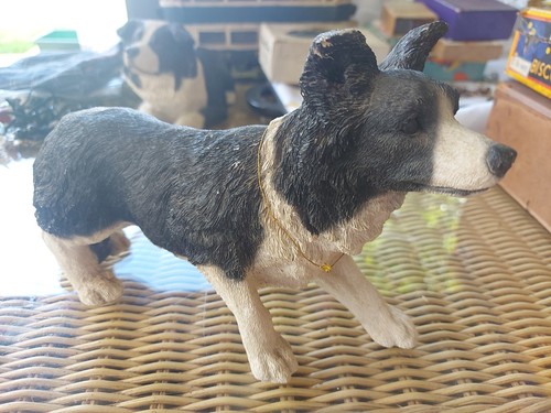 Vintage boarder collie dog - dog, 10