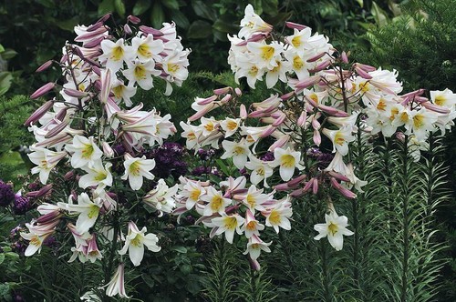 Lilium regale 25 seeds - lilium,