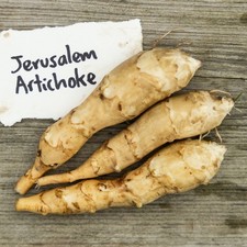 PRE-ORDER Perennial Edible Tuber, Jerusalem Artichoke ‘Fuseau’ X3 Tubers