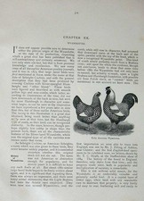 Original Old Antique Print 1902 Early American Wyandottes Poultry Lewis Wright