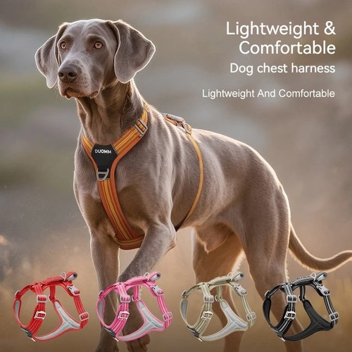 Dog chest harness leash - dog,