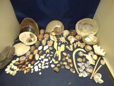LARGE MIXED SEA SHELL LOT