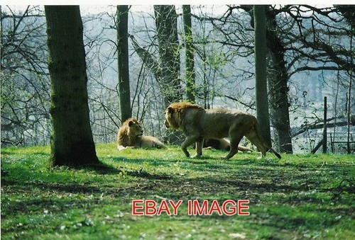 Photo the lions longleat - the,
