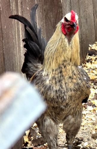 Lotx12 eggs npip belgian liege - eggs,