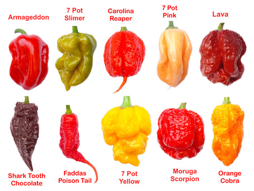 Worlds hottest chilli 50 - worlds,