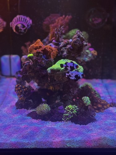 Marine aquarium reef - aquarium,