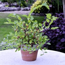 Mulberry 'Charlotte Russe' -