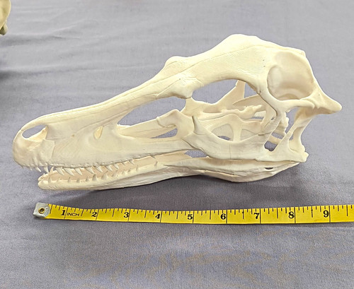 Dinosaur velociraptor skull - dinosaur,