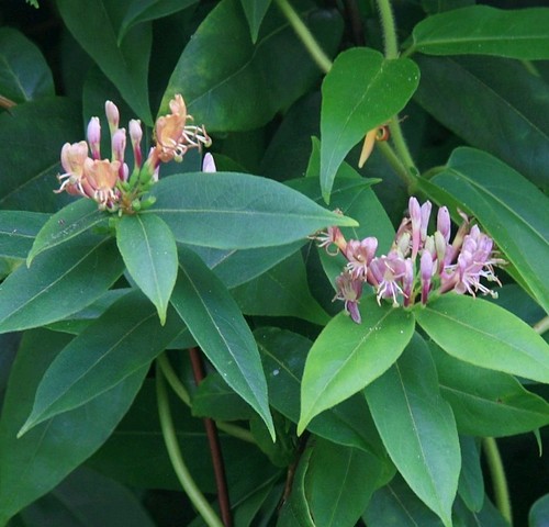 Honeysuckle henryii - 2,