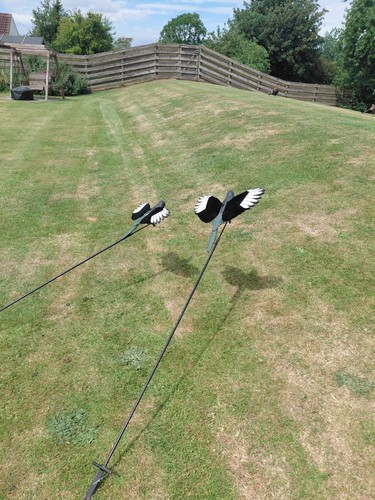 Flying magpie decoying - flying, magpie`s