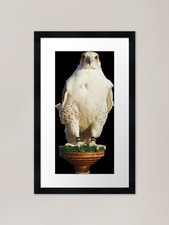 Falcon Gyrfalcon Framed Art
