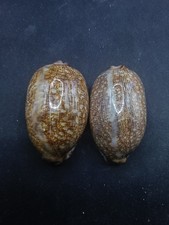 2 x large Cypraea mauritia