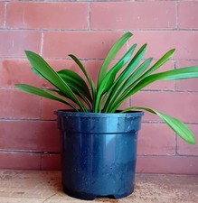Clivia House Plant 20 Cm Pot