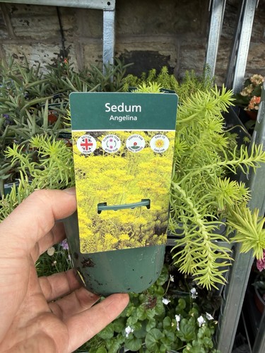 Alpine sedium angeline - angeline,