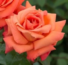 TREVORS ROSE  - Stunning