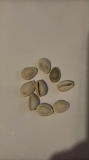 16x genuine cowrie shells - cowrie,