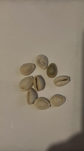 16x genuine cowrie - genuine, shells