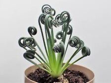 Albuca Spiralis - 5 x Seeds - Rarely Offered  Seeds
