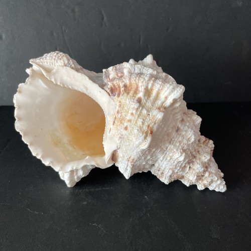 Triton trumpet sea shell - triton's,