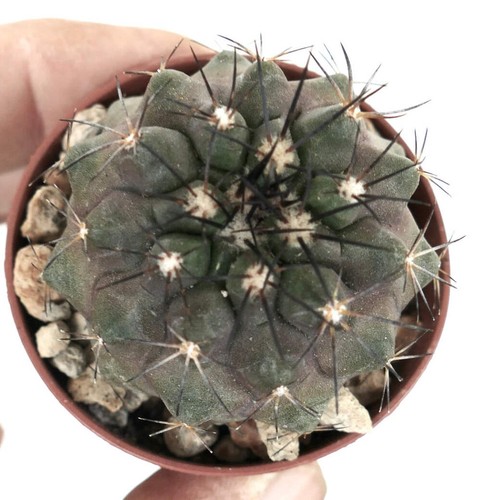 Adenia firingalavensis seeds - firingalavensis,